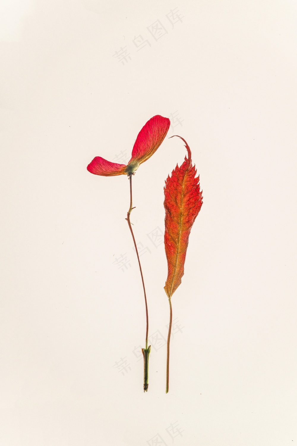 免费 花草 素材图片