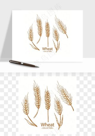 手绘麦穗稻穗麦秆矢量png免抠