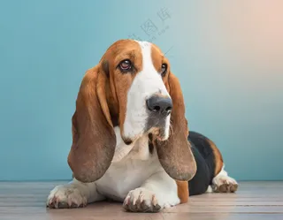 巴吉度猎犬宠物狗