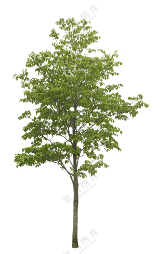PNG免扣植物树木