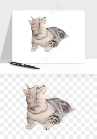 猫咪喵星人狗狗宠物元素png免抠