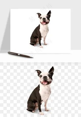 猫咪喵星人狗狗宠物元素png免抠