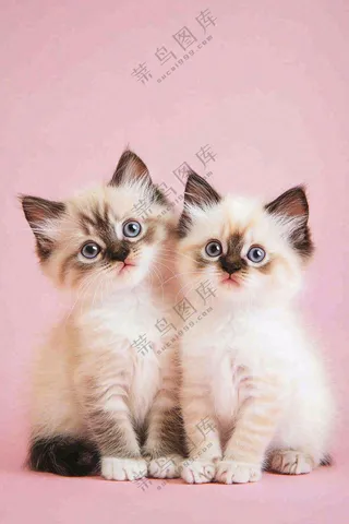可爱的小猫萌宠宠物动物摄影图