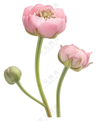 精致的粉色花朵