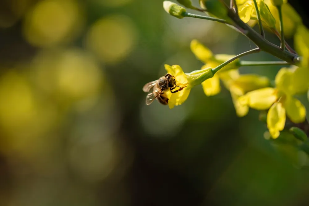 阳光下的勤劳舞者——黄蜂采蜜图