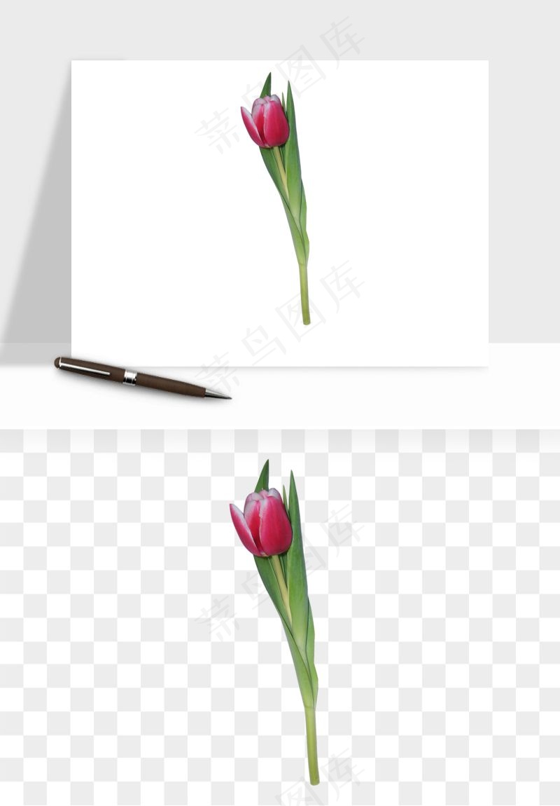 荷兰郁金香鲜花png免抠