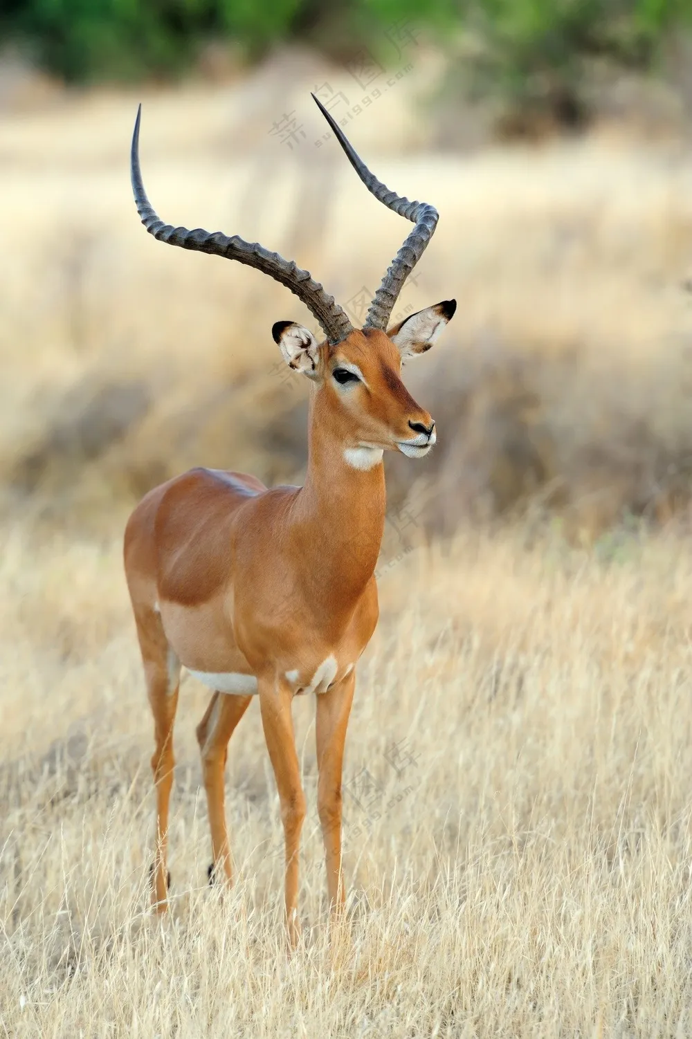 野生非洲大羚羊摄影图片