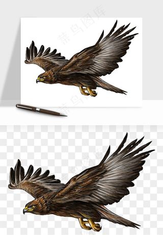 老鹰雄鹰展翅png免抠