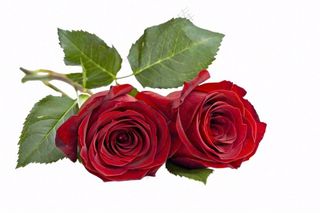 红玫瑰花鲜花摄影免抠