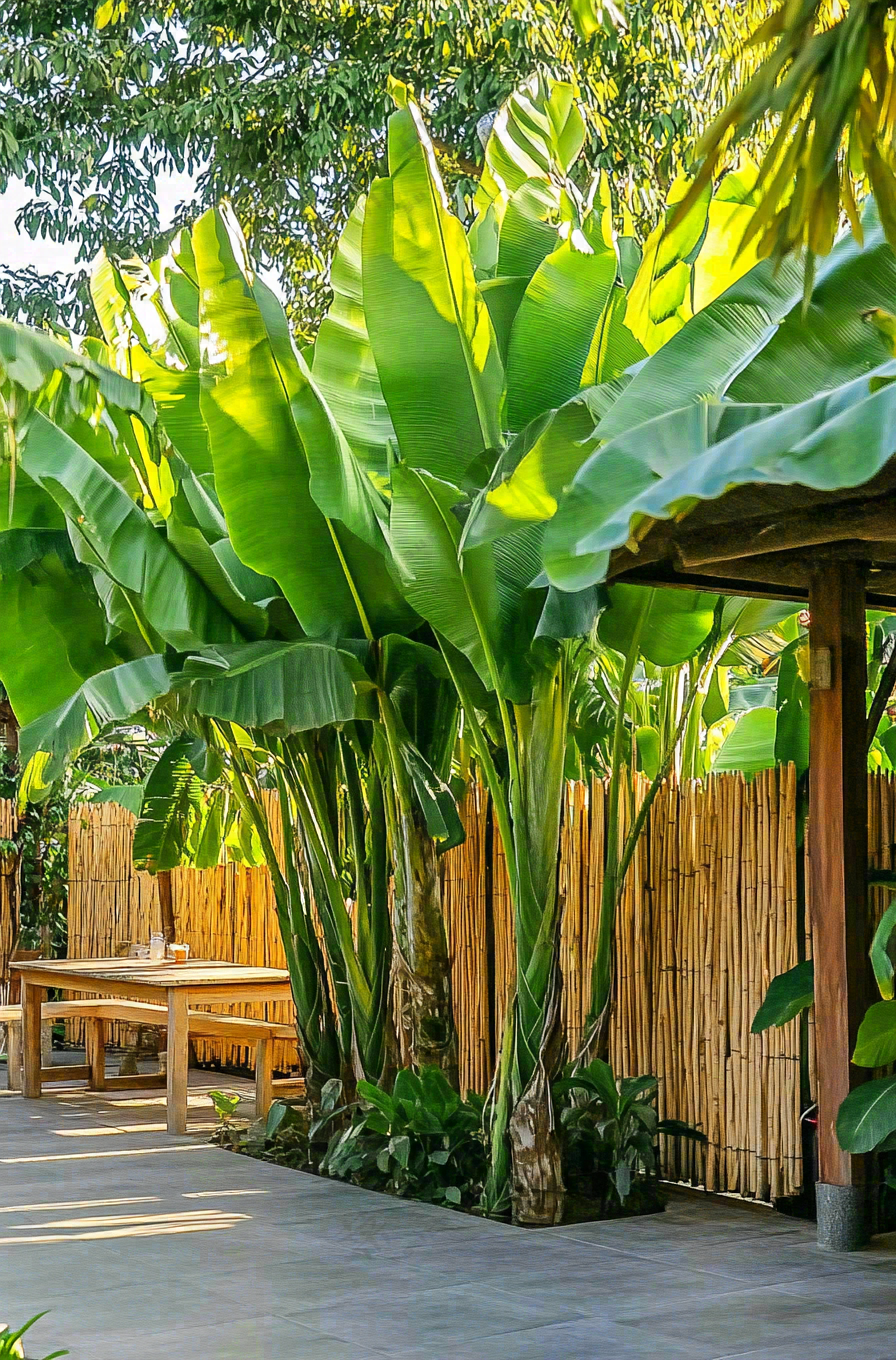 庭院里的芭蕉树热带植物摄影图