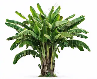 芭蕉树绿植景观白色背景摄影图