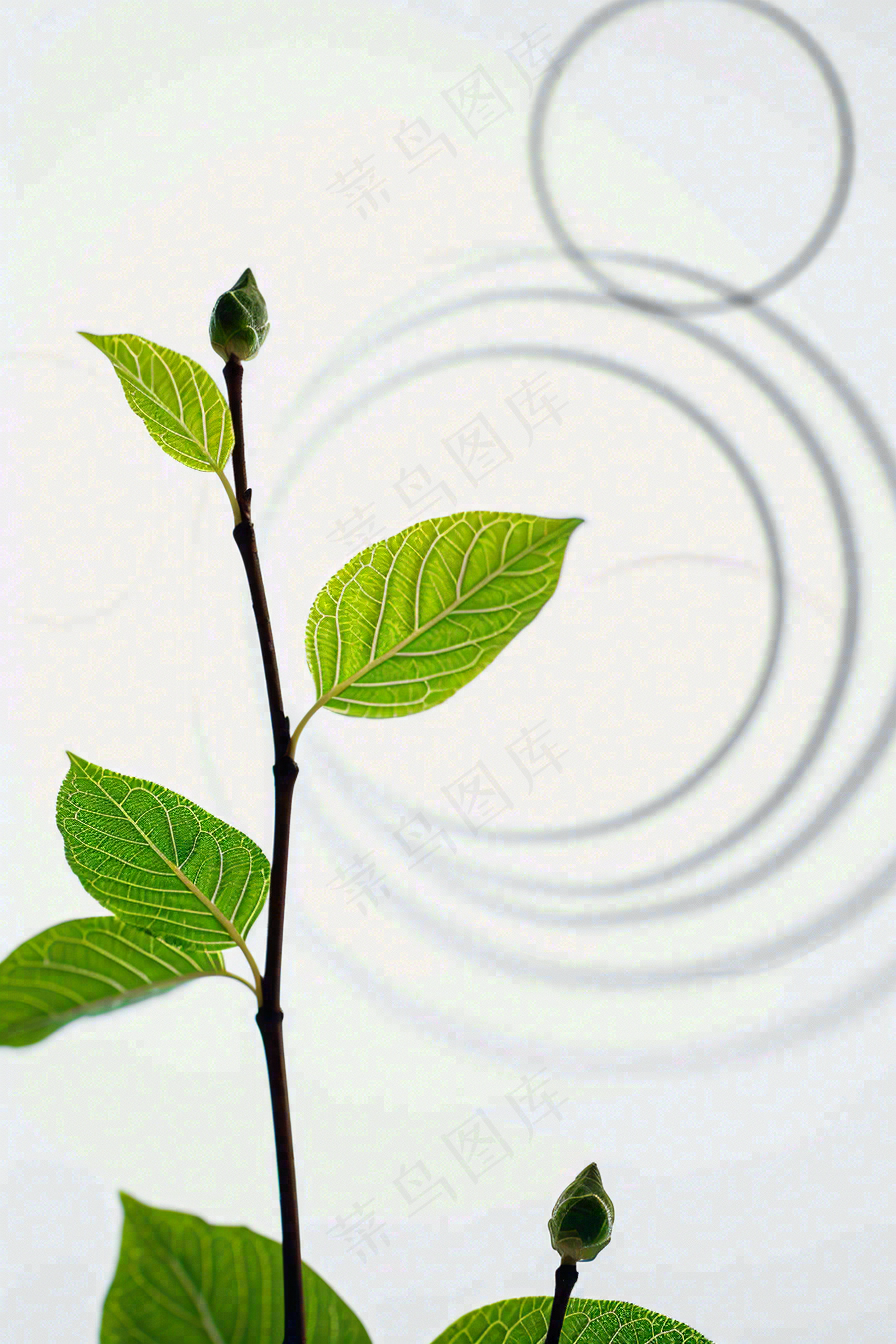 植树节