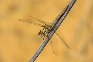 自然简约：蜻蜓与蓝枝的和谐共舞