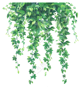 美丽的悬挂藤蔓