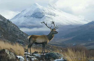 鹿动物山间草原的鹿摄影图