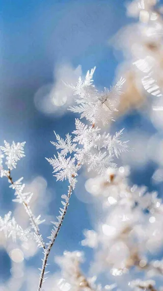 冬天结霜的植物白霜寒冷霜降摄影图