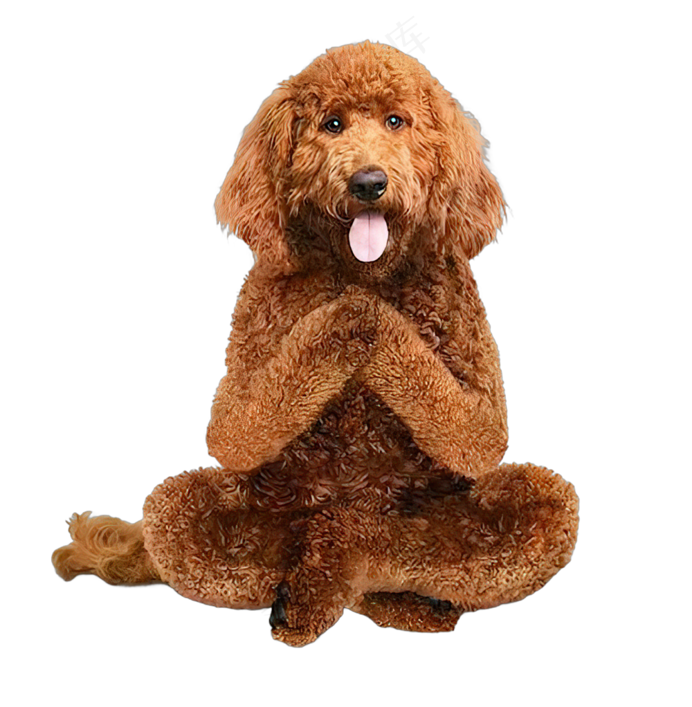 png免抠搞笑有趣动物