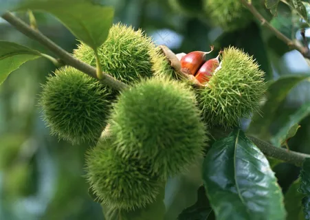 板栗果实图片 (3)