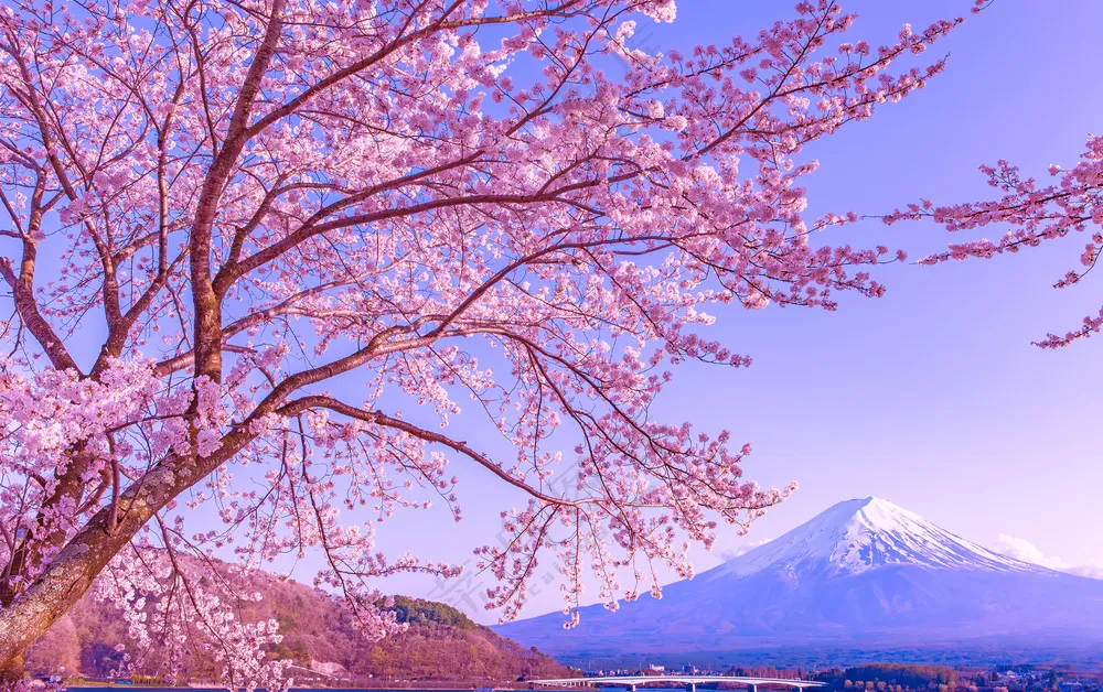 樱花富士山 高清