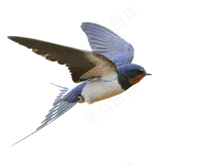 png免抠燕子鸟类动物