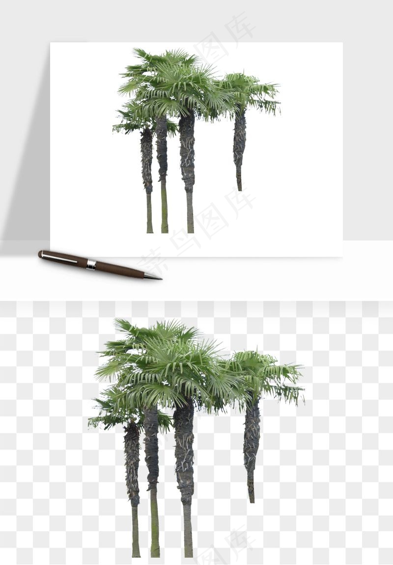棕榈树椰树png免抠
