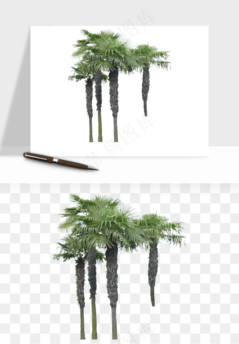 棕榈树椰树png免抠