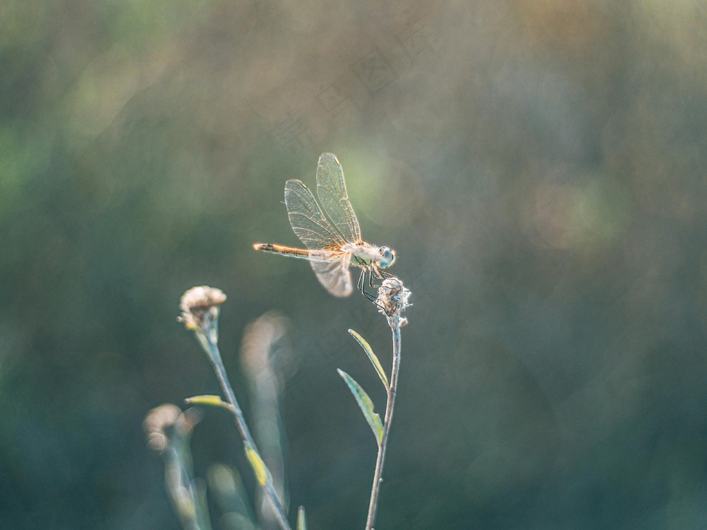 阳光下的优雅舞者——蜻蜓