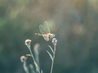 阳光下的优雅舞者——蜻蜓