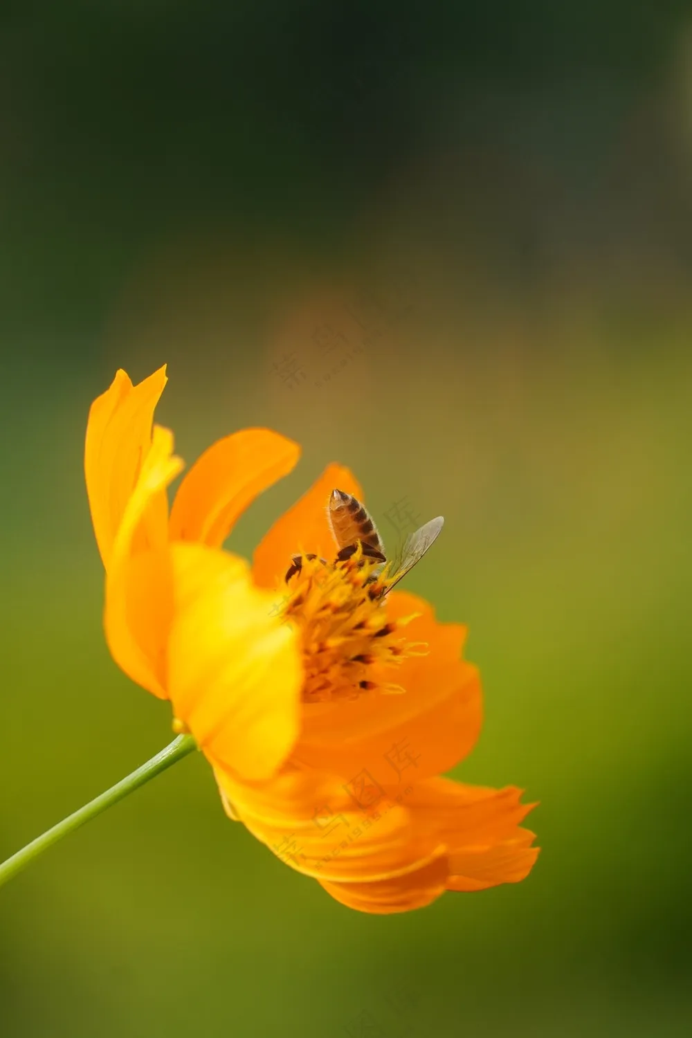 彩色蝴蝶黄色金鸡菊摄影图片
