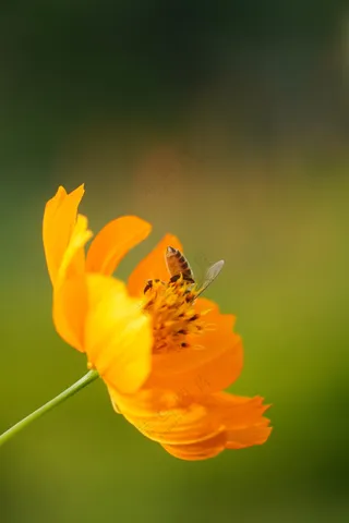 彩色蝴蝶黄色金鸡菊摄影图片