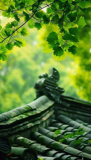 夏天大树绿荫屋檐小清新唯美大暑处暑摄影图