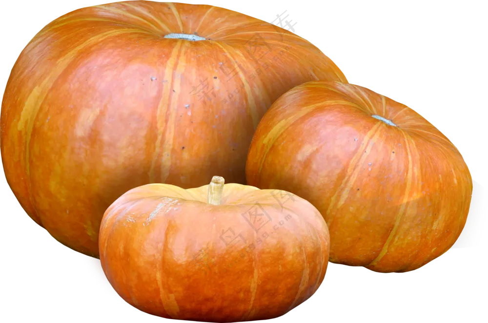 放在一起的三个大南瓜免抠图片素材