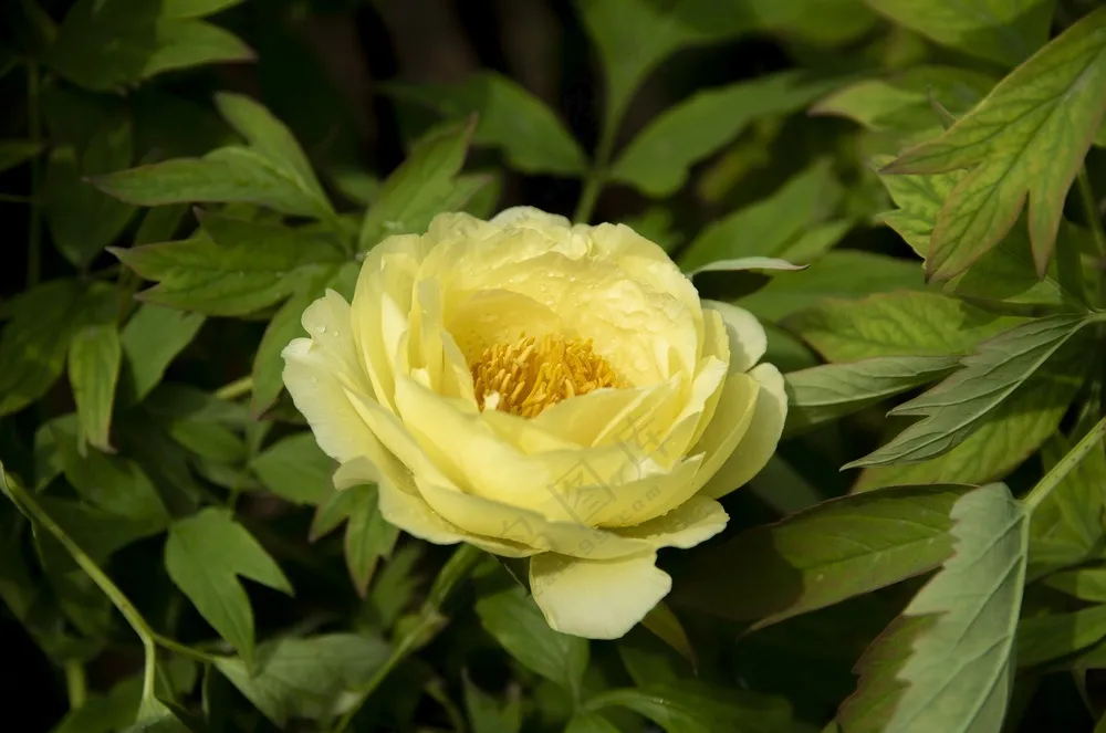 黄色牡丹花开微距特写图片