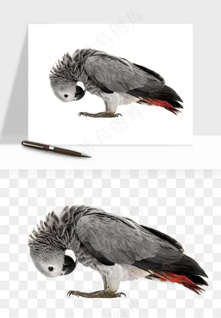 鹦鹉八哥鸟宠物png免抠