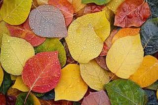 秋天雨季的落叶色彩摄影图