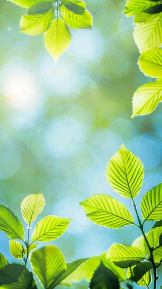 春天绿叶阳光小清新春分立夏摄影图