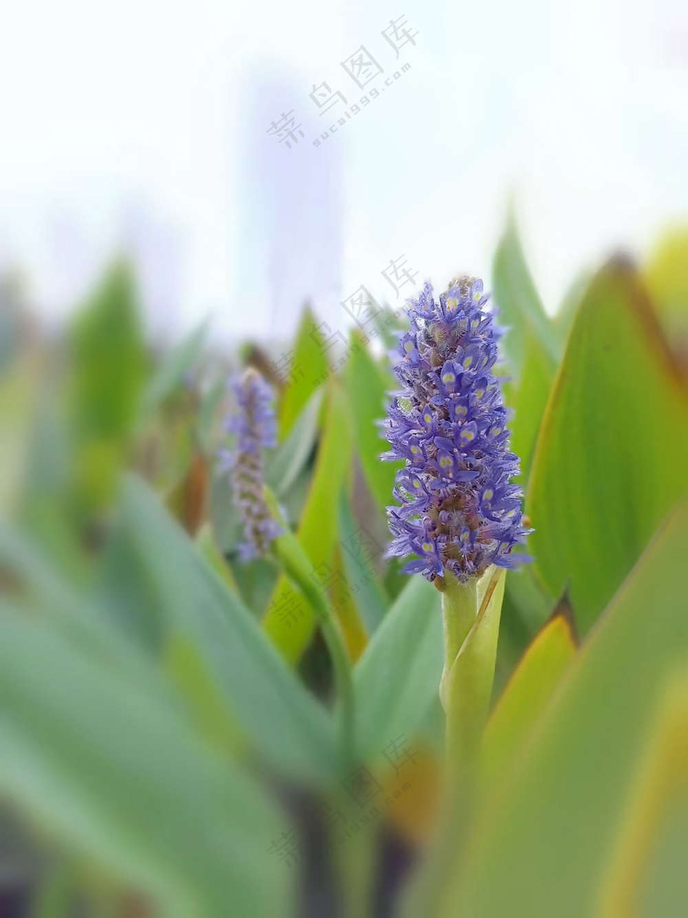 清新水生花卉梭鱼草