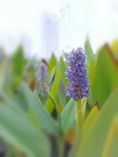 清新水生花卉梭鱼草