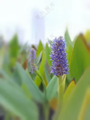 清新水生花卉梭鱼草