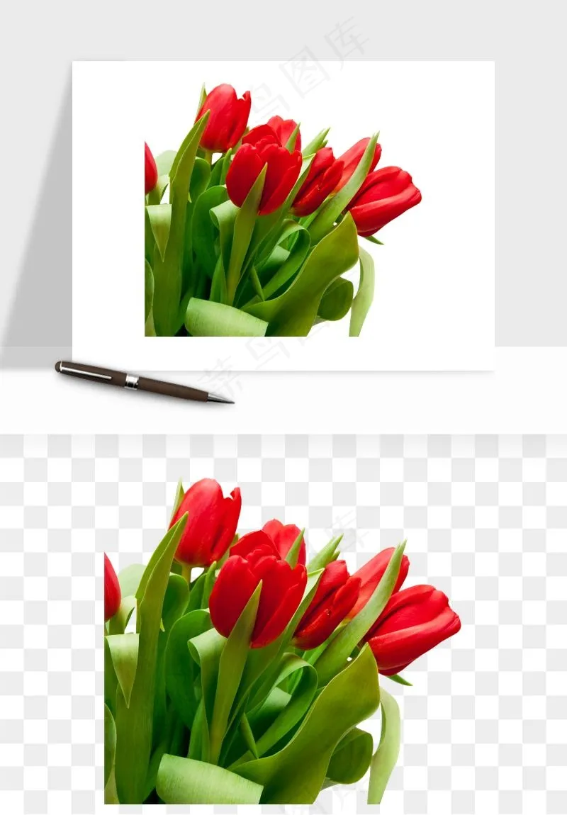 荷兰郁金香鲜花png免抠