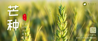 芒种公众号首图