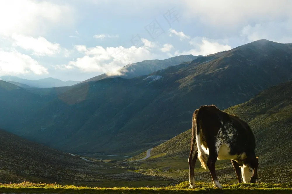 宁静山谷：自然与动物的和谐画卷