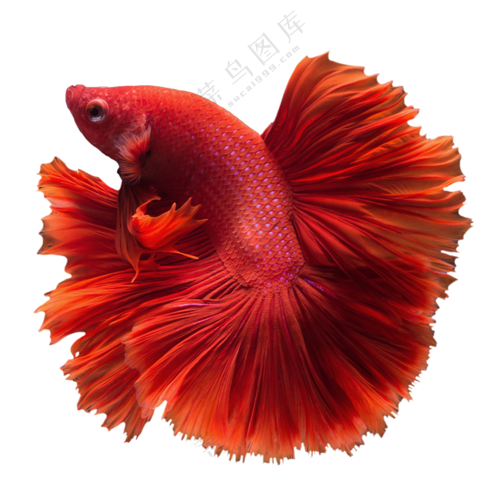 裙摆状鱼鳍的红色斗鱼免抠图片素材
