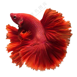 裙摆状鱼鳍的红色斗鱼免抠图片素材