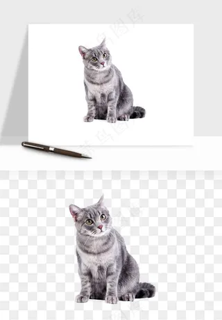 猫咪喵星人狗狗宠物元素png免抠