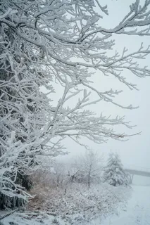 银装素裹的冬日森林