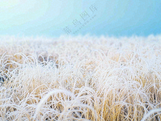 霜降白霜草地上的茅草芦苇摄影图