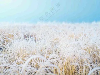 霜降白霜草地上的茅草芦苇摄影图