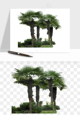棕榈树椰树png免抠