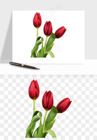 荷兰郁金香鲜花png免抠